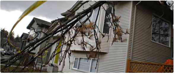 Residential Restorations Storm Damage Roof Tarpings Roof Damage Tree